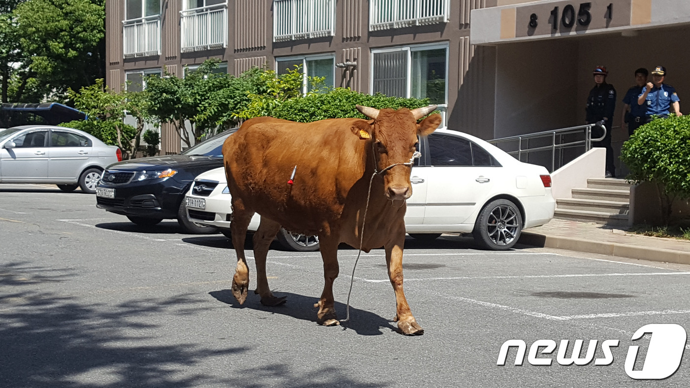 소한마리 이미지