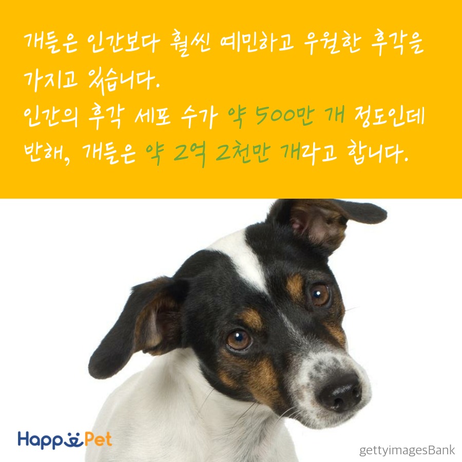 올어바웃펫 이미지