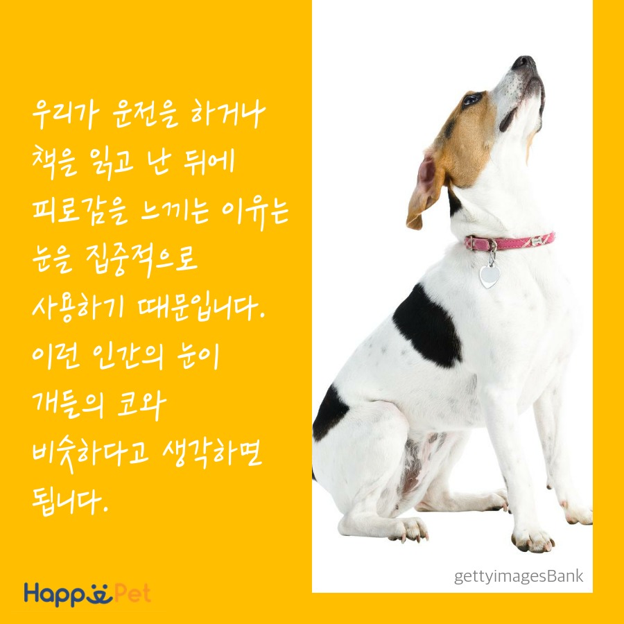 올어바웃펫 이미지