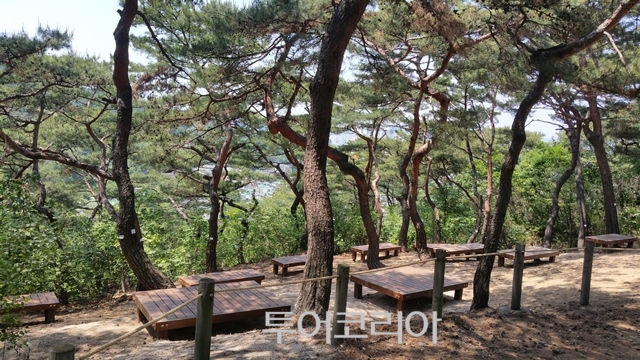 도심숲 이미지