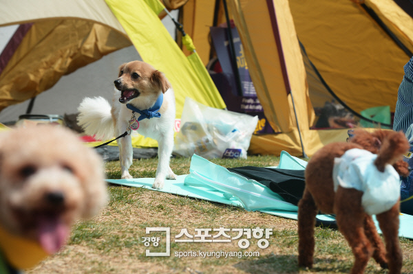 그린도그 이미지