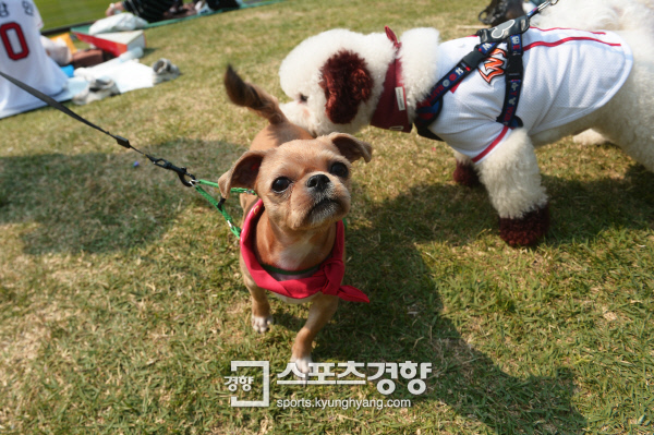 그린도그 이미지