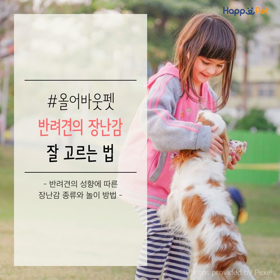올어바웃펫 이미지