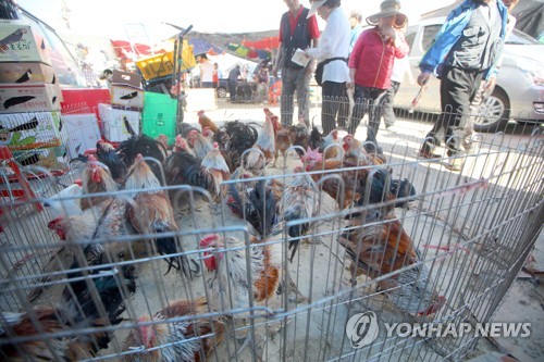 시장생닭 이미지