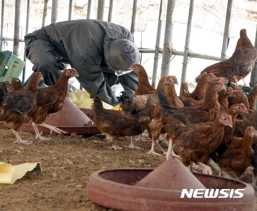 익산토종닭 이미지