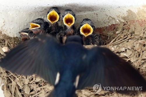 제비들 이미지