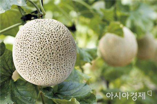 곡성멜론 주식회사 이미지