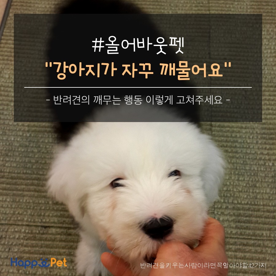 올어바웃펫 이미지