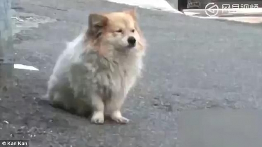 복실이 이미지