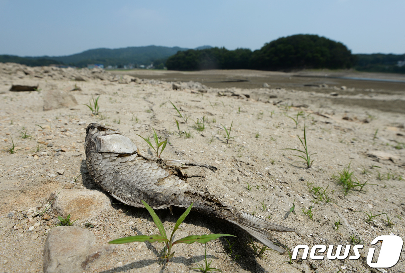 가뭄 극복 용수원 개발·저수지 준설에 265억 특교세 조기 집행 - 뉴스1