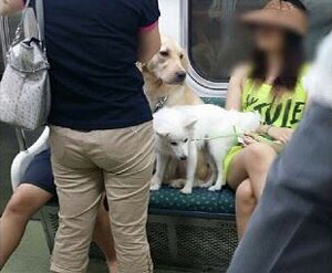 동물 데리고 지하철 타도 부과금 5400원뿐..