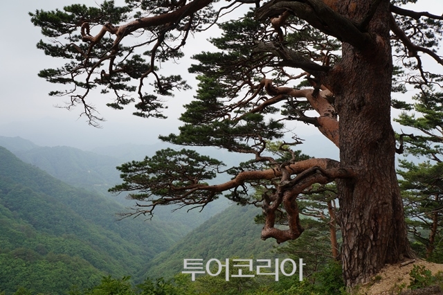 풀향 이미지