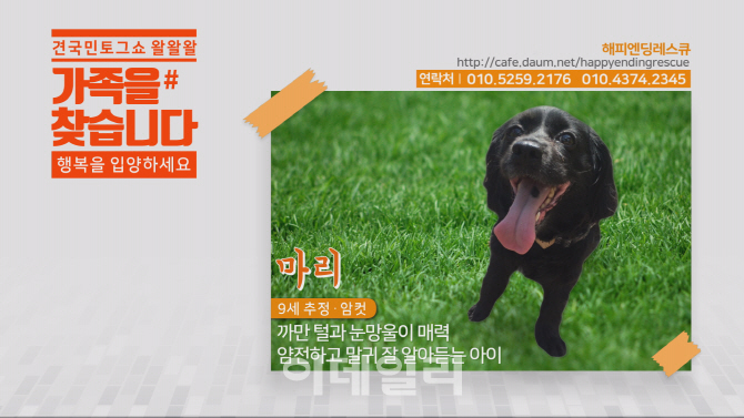 왈왈왈 이미지