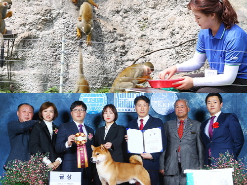 한국동물실용전문학교 이미지