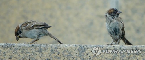 참새 이미지