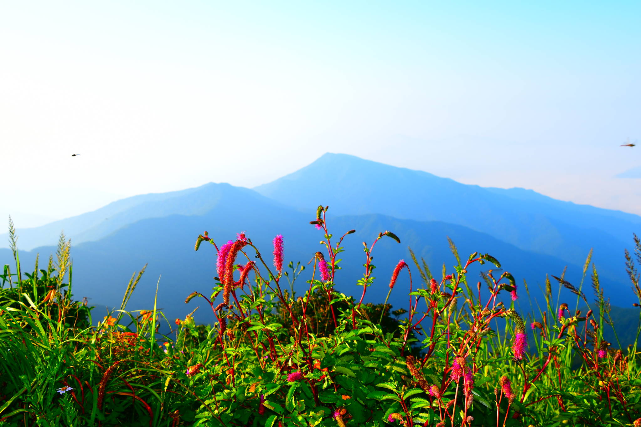 지리산큰나무 이미지