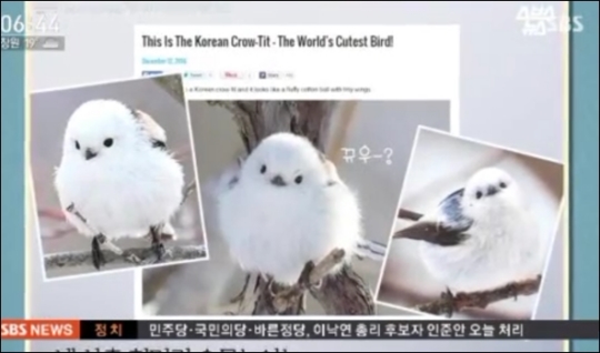 참새와뱁새 이미지