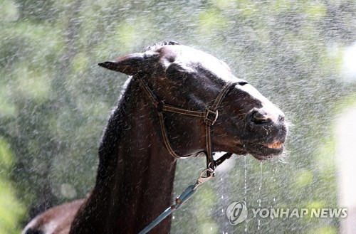 유성승마장 이미지