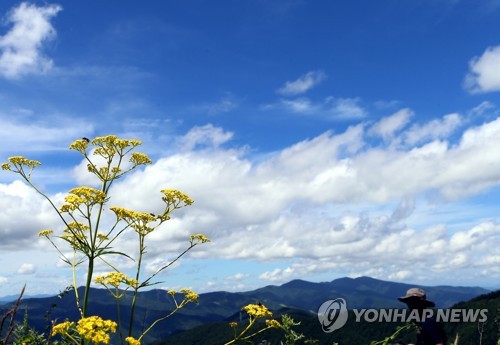 해바라기화원 이미지