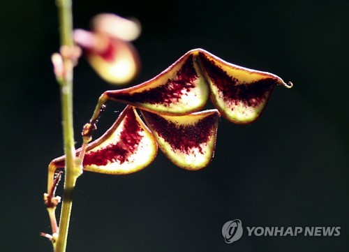 해바라기화원 이미지