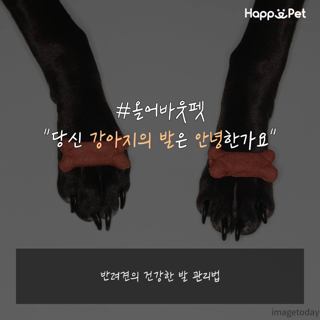 올어바웃펫 이미지
