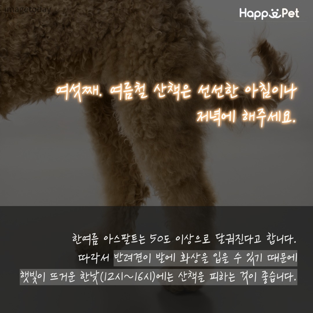 올어바웃펫 이미지