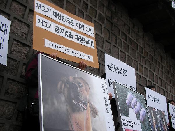 국내 유통되는 개고기의 60% 이상에서 항생제가 검출됐다/사진=조선일보 DB