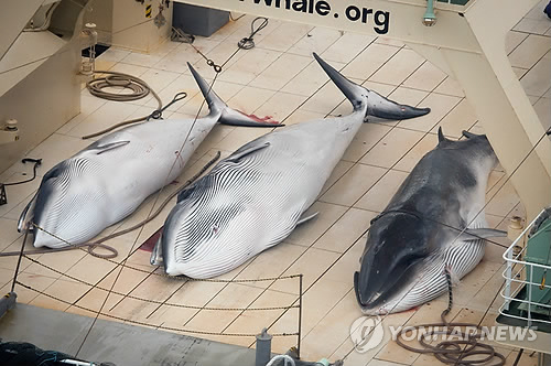 고래 이미지