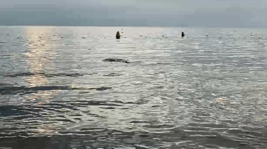 지난 21일 오전 5시 30분쯤 전남 여수시 오천동 모사금해수욕장 해변에 밀려온 새끼고래를 여수해경이 바다로 보냈다. /사진제공=여수해경