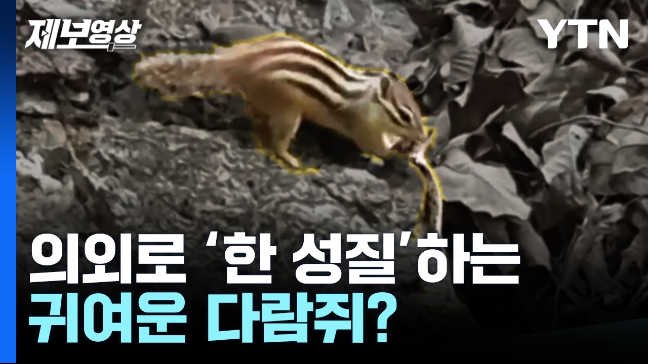 도망가야 할 건 다람쥐가 아니라... 뱀이었나? [제보영상] - kakaoTV 도망가야 할 건 다람쥐가 아니라... 뱀이었나? [제보영상]