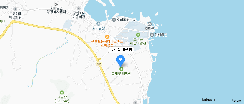 [포항 여행] 푸른 바다와 어우러진 노란 물결~ 호미곶 유채꽃대평원!