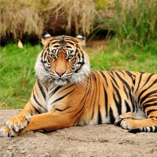 호뤠이 프로필 이미지