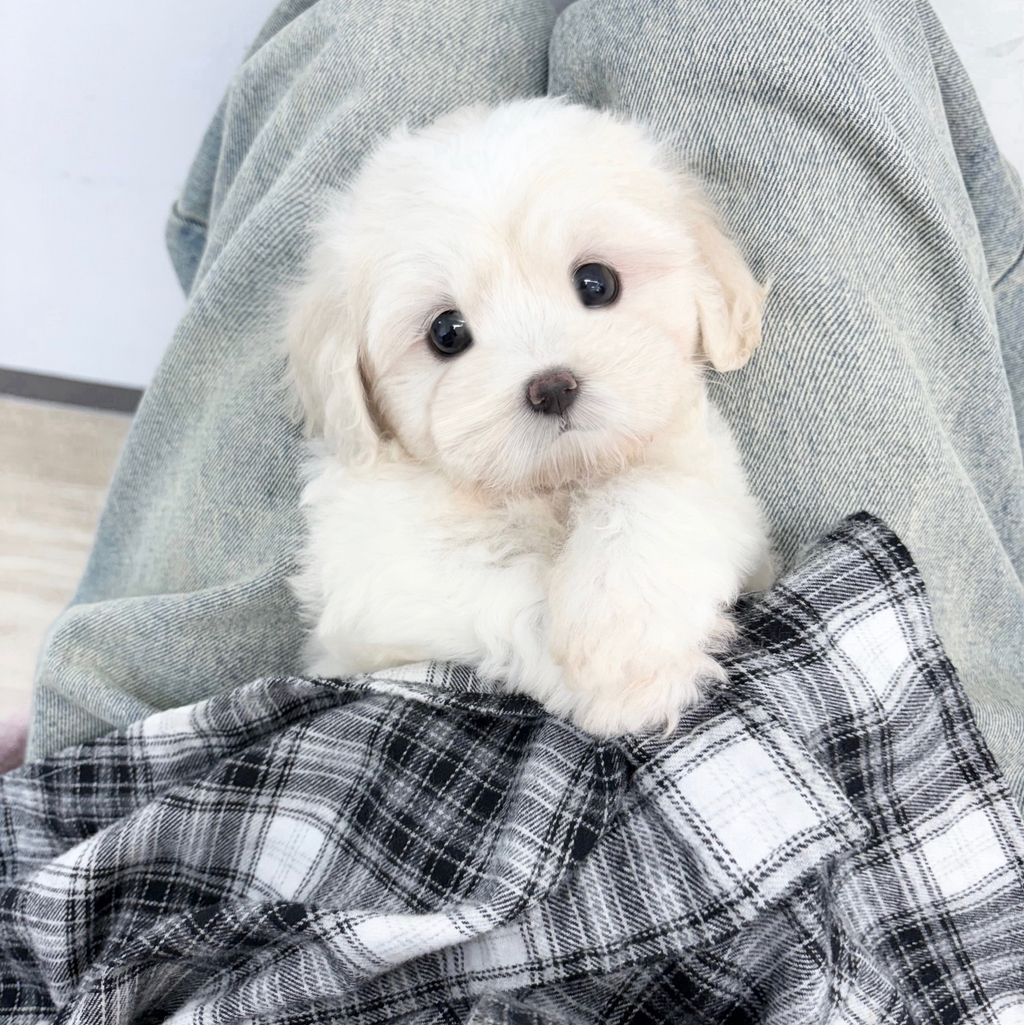 테이블 소개 이미지