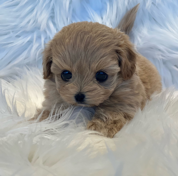 테이블 소개 이미지