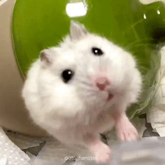 우동이 프로필 이미지