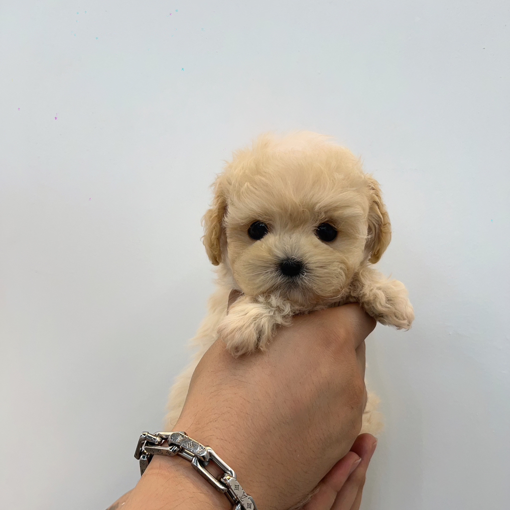 테이블 소개 이미지