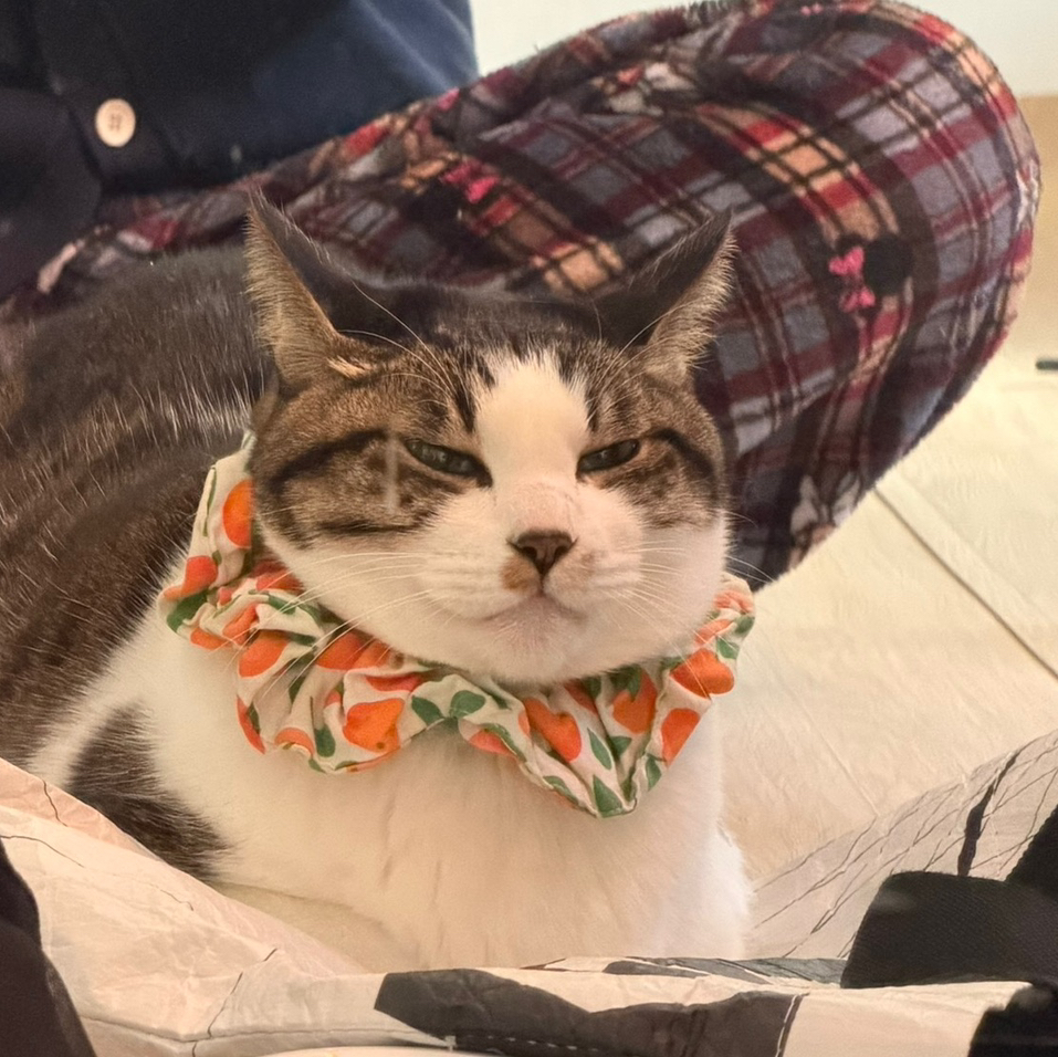 작성자 프로필 이미지