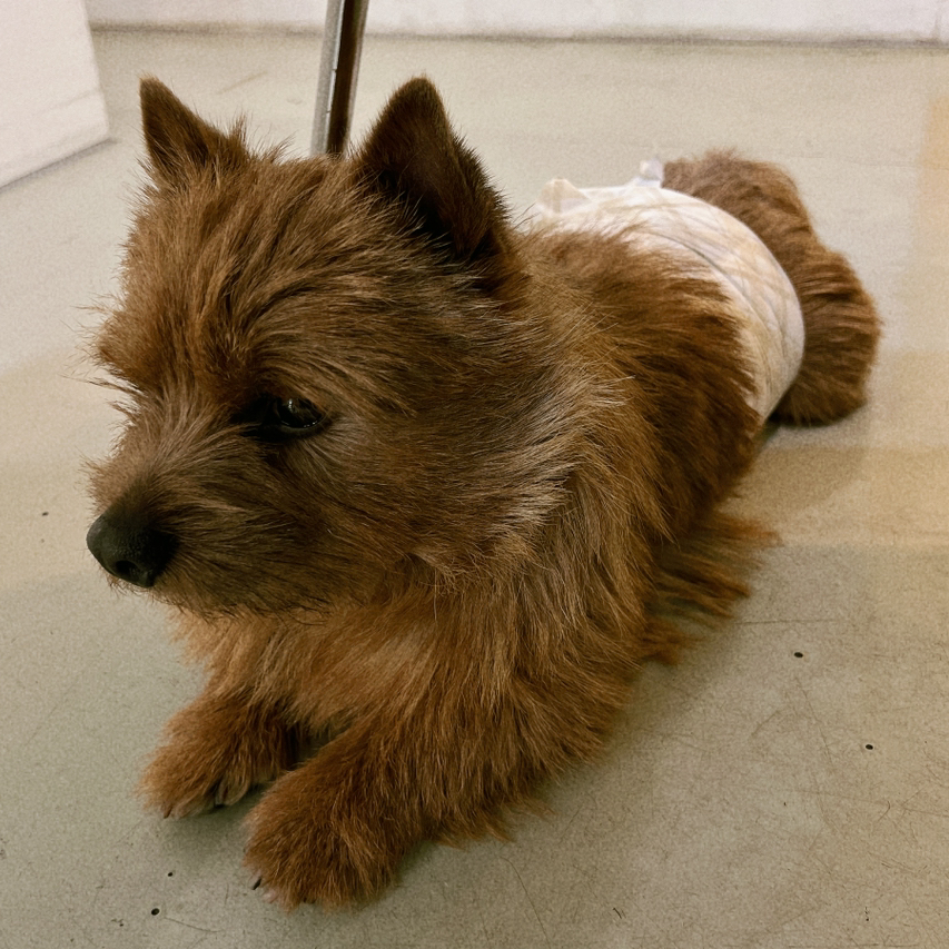 AnneU 프로필 이미지