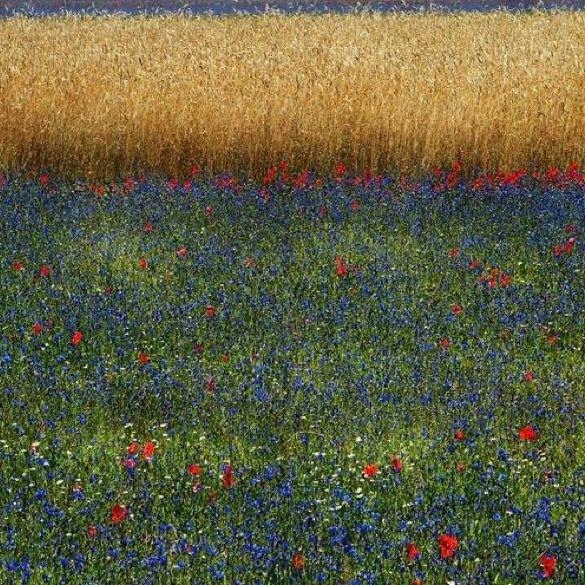 갈매나무 프로필 이미지