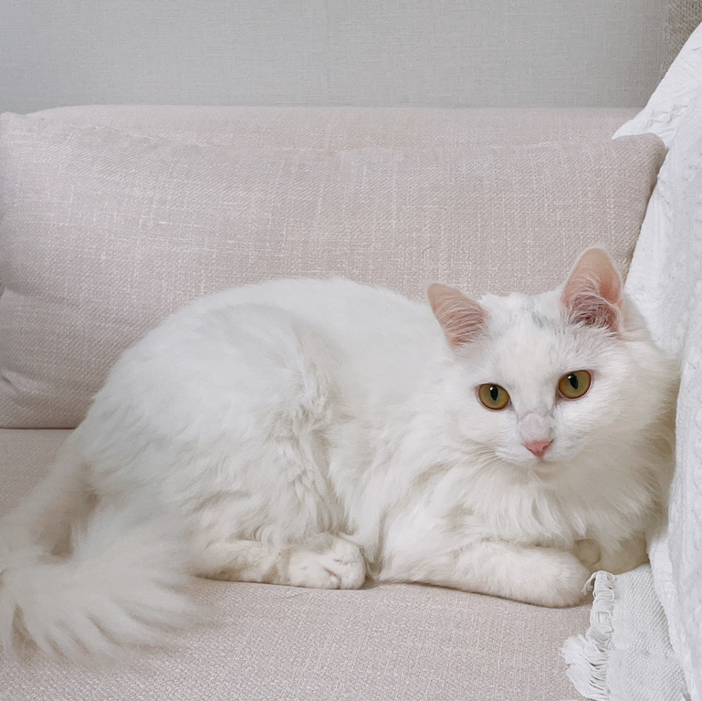 작성자 프로필 이미지