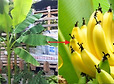 열대과일 ‘바나나’까지 열린 ‘대프리카’의 더위