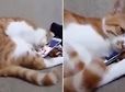 먼저 세상 떠난 ‘집사’의 얼굴이 나오자 스마트폰에 얼굴 부비는 고양이 (영상)