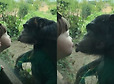 아이가 입술 내밀자 침팬지가 보인 반응 | 인스티즈