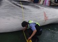 [단독] 멸종위기종 ‘참고래’ 고기 유통시킨 해경