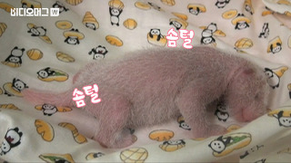 뽀얀 솜털이 솜털솜털한 아기 판다의 탄생…일본 열도 들썩