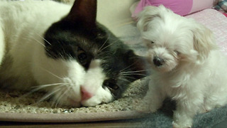 고양이 별이와 강아지 봉봉이가 함께 사는 법!