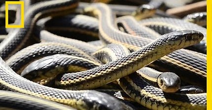 ((뱀주의)) 가터뱀의 대규모 짝짓기 ((뱀주의)) | 인스티즈