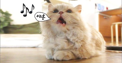 고양이 행복하다면 야옹해 모음 | 인스티즈