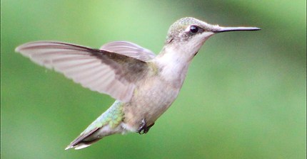 Hummingbird Wing Sounds