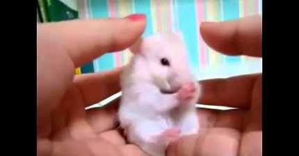 햄스터 귀 만지게 되면 | 인스티즈